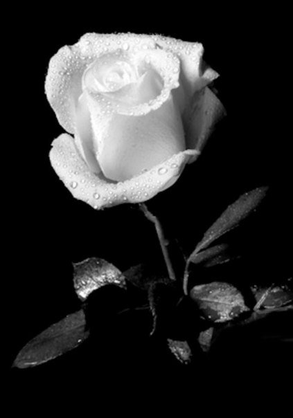 №115674 - розы, цветы, картина - оригинал