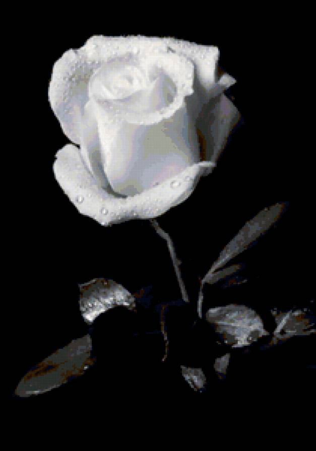 №115674 - розы, цветы, картина - предпросмотр