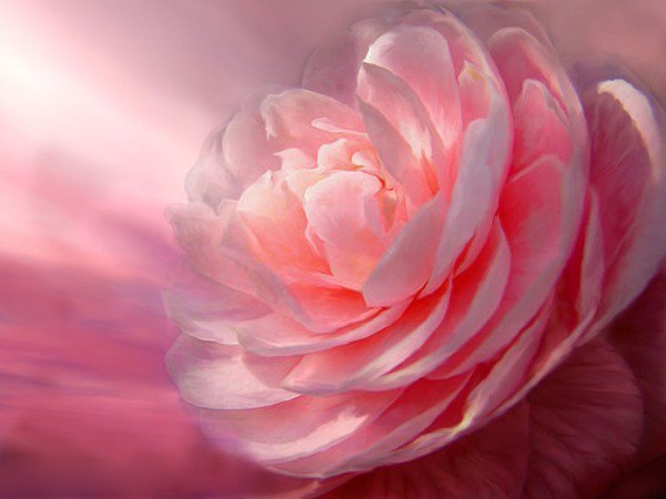 №115679 - тюльпаны - оригинал