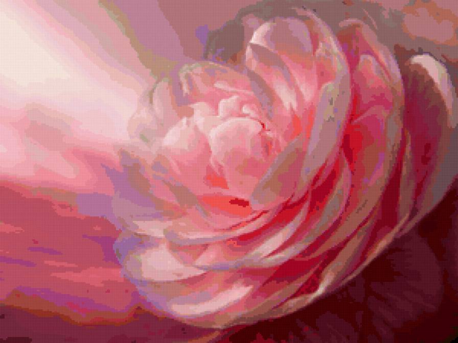 №115679 - тюльпаны - предпросмотр