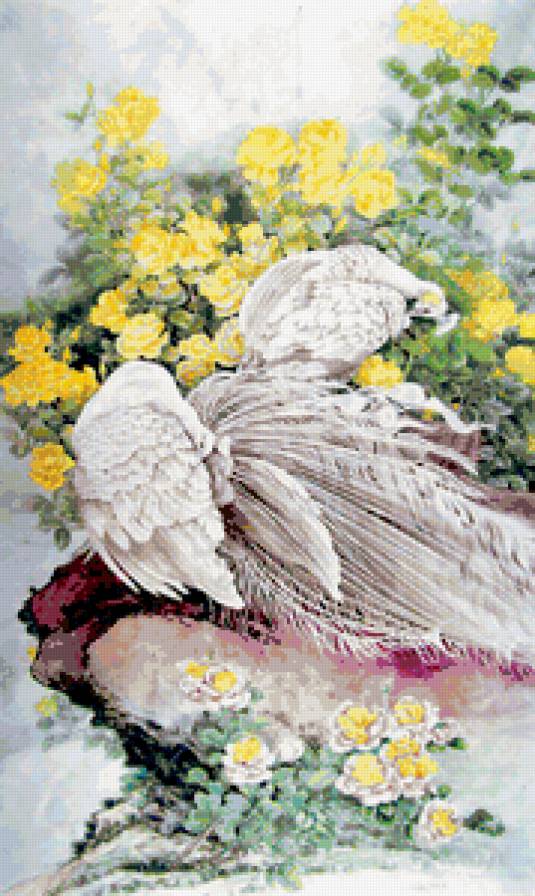 белые павлины - павлины, птицы, китай - предпросмотр