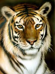 Тигр - тигры, животные, кошки - оригинал