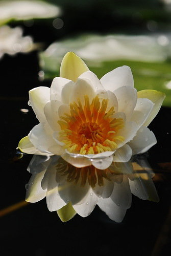 лилия - природа, лилия, кувшинки, цветы, озеро - оригинал