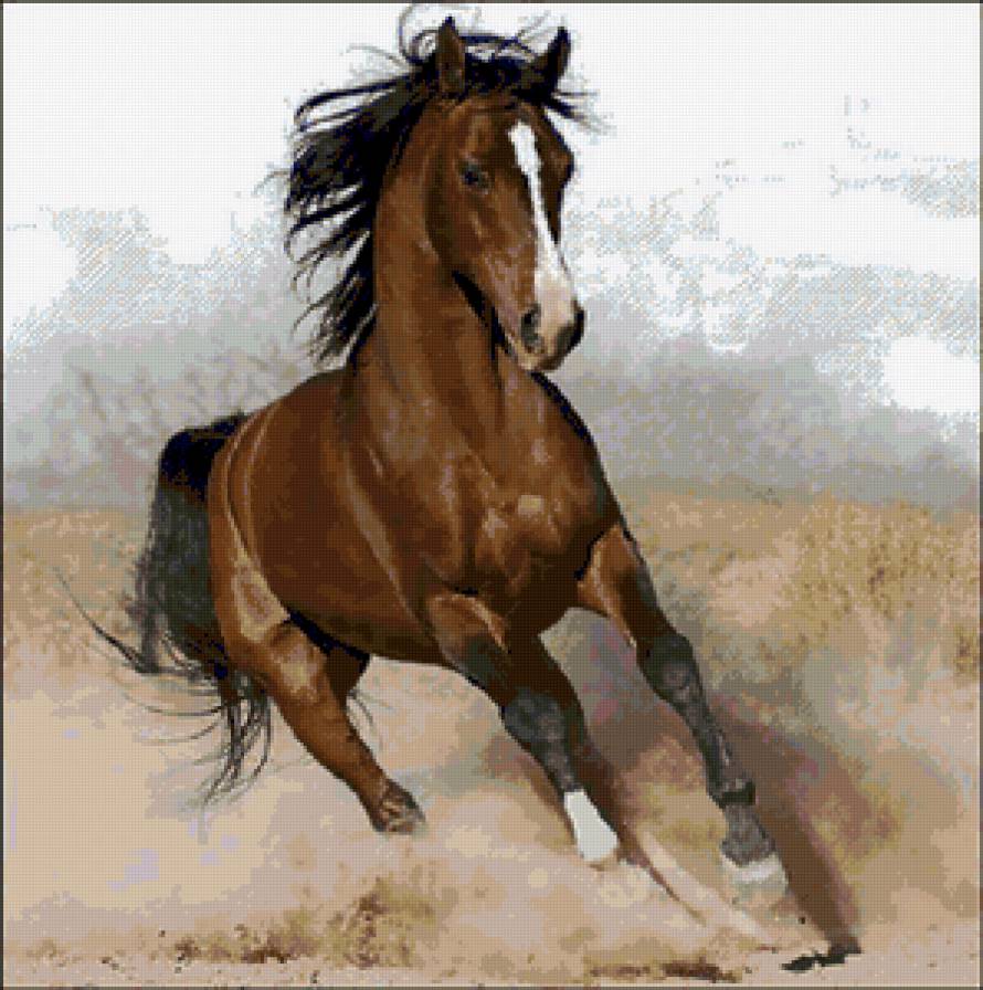 скакун - скакун, конь, животные - предпросмотр