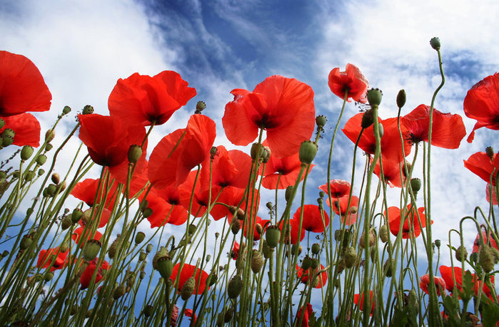 маки 1 - мак - оригинал