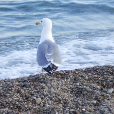 Схема вышивки «Чайка»