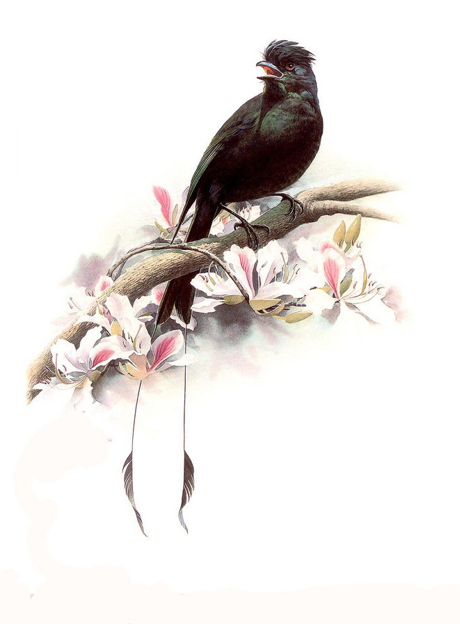 №116766 - цветы, птица - оригинал