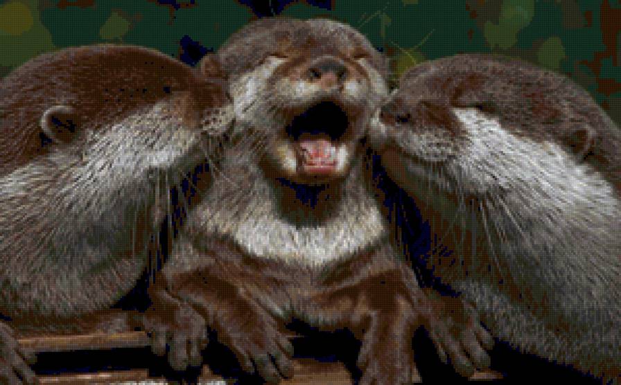 Три девицы.... - животные - предпросмотр