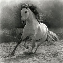 Схема вышивки «Рысак»