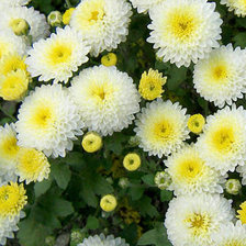 Оригинал схемы вышивки «№117244»