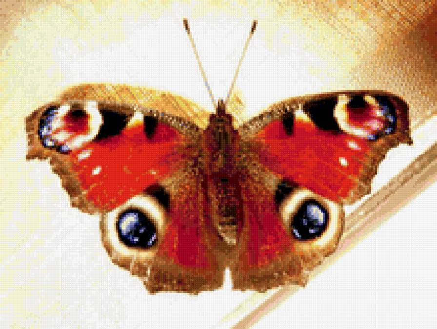 №117265 - бабочки - предпросмотр