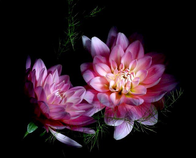 на черном фоне - оригинал