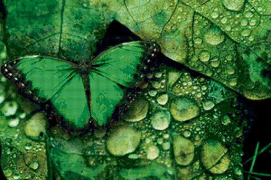 №117371 - бабочки - предпросмотр