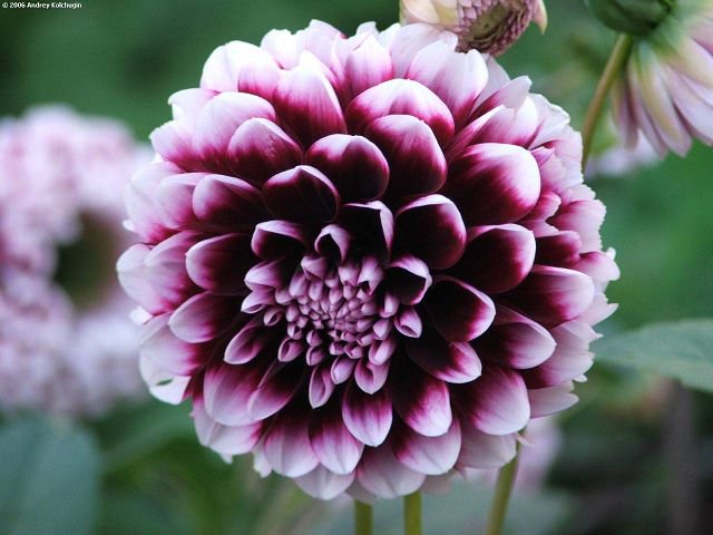 №117398 - цветы - оригинал