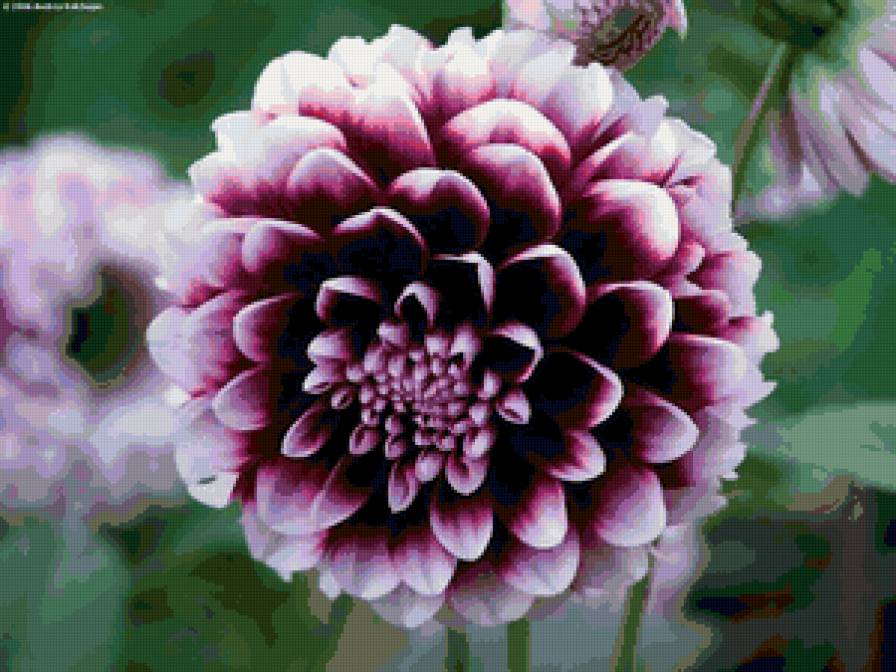 №117398 - цветы - предпросмотр