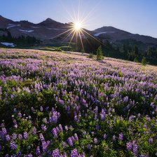 Схема вышивки «№117466»