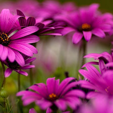 Схема вышивки «Цветочки»