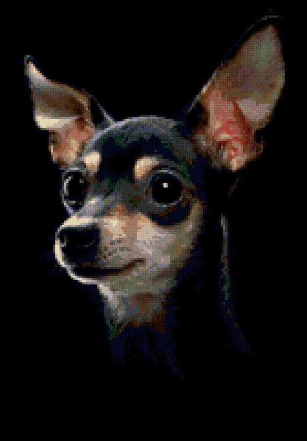 той терьер - собаки - предпросмотр