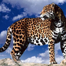 Оригинал схемы вышивки «леопард» (№117555)