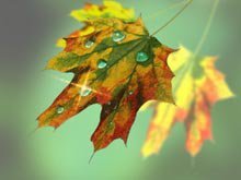 Оригинал схемы вышивки «Природа» (№117569)