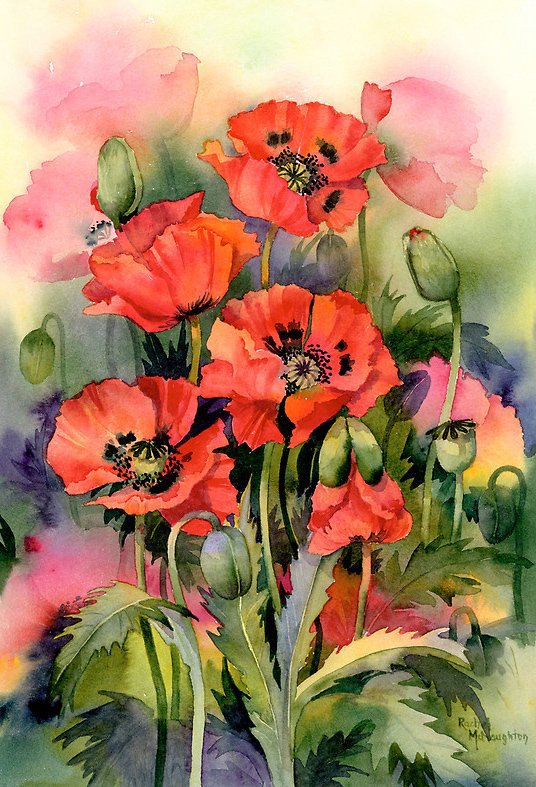 Маки - бутон, цветы, маки - оригинал