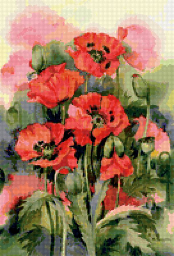 Маки - маки, бутон, цветы - предпросмотр