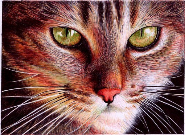 Серия "Кошки" - кошки, животные - оригинал