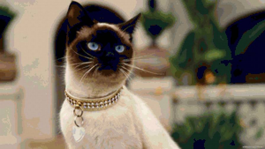 Сиамская киса - животные, кошка - предпросмотр