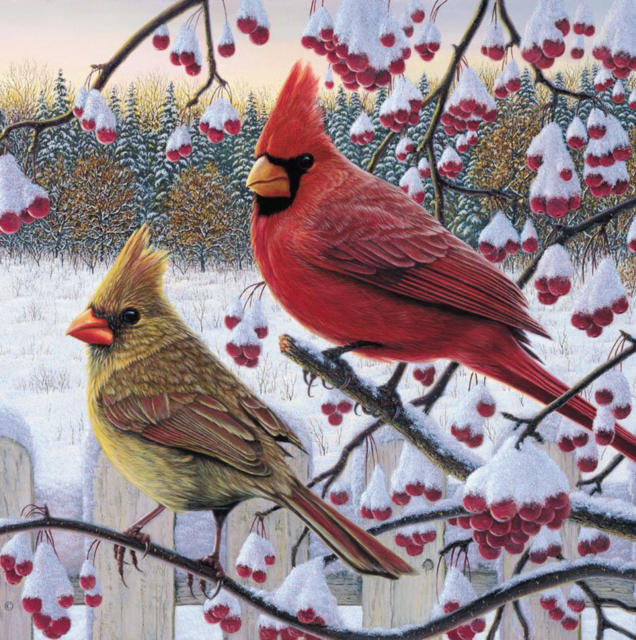 кардиналы - птицы, кардиналы, зима - оригинал