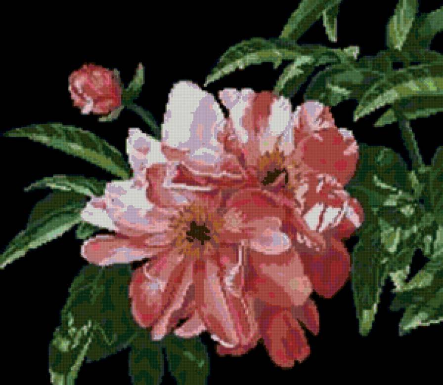 шиповник - шиповник, цветы - предпросмотр