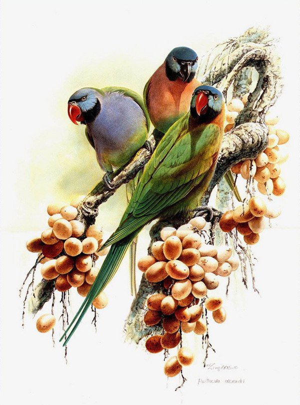 Три попугаи - попугаи, птицы - оригинал