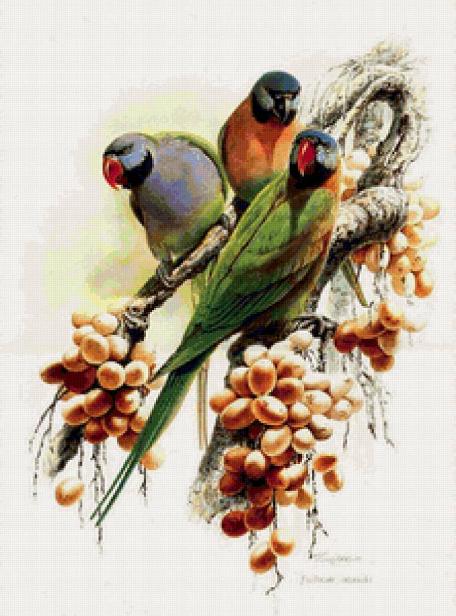 Три попугаи - птицы, попугаи - предпросмотр