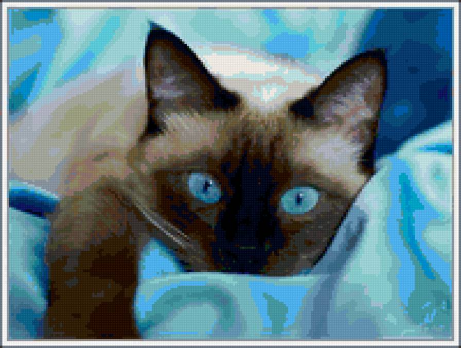 Сиамский кот - кошки, животные - предпросмотр