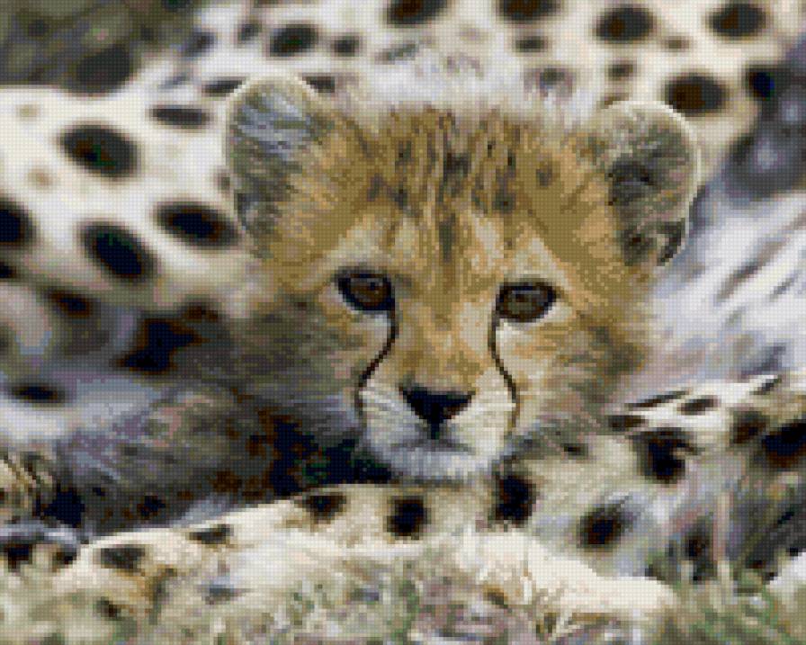 Ягуарчик - животные, ягуары - предпросмотр