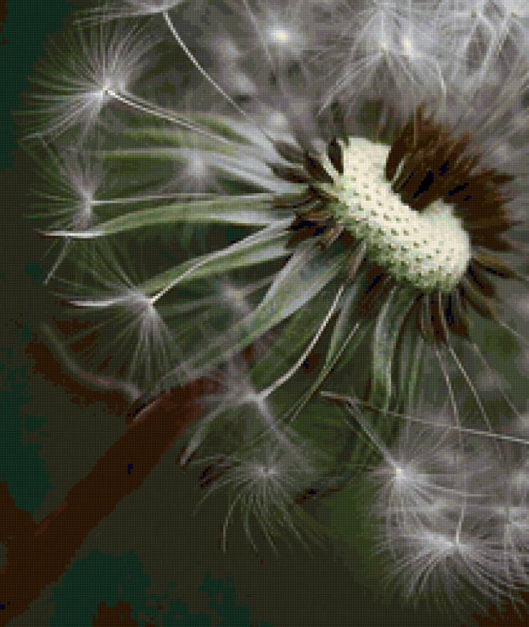 Одуванчики - цветок, одуванчик - предпросмотр