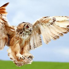 Схема вышивки «Какой полёт...»