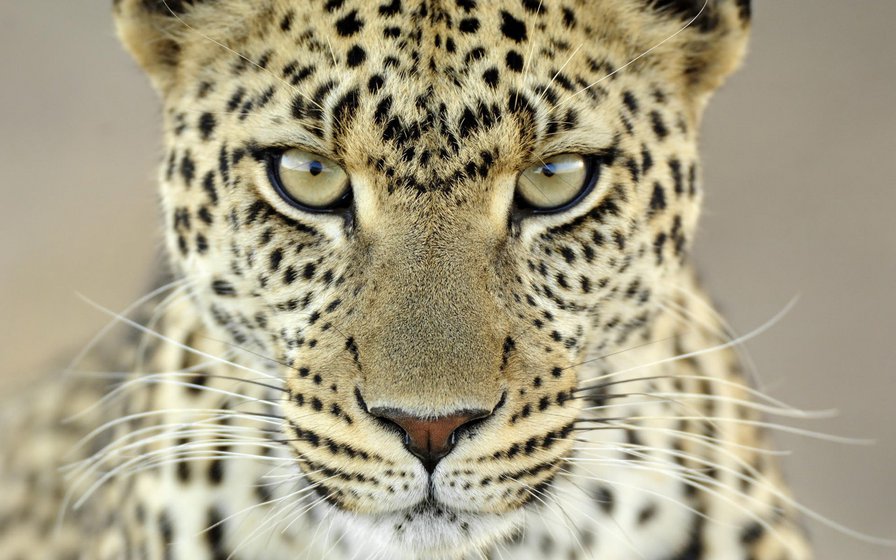 Взгляд леопарда Серия "Дикие кошки" - животные, леопард, взгляд - оригинал