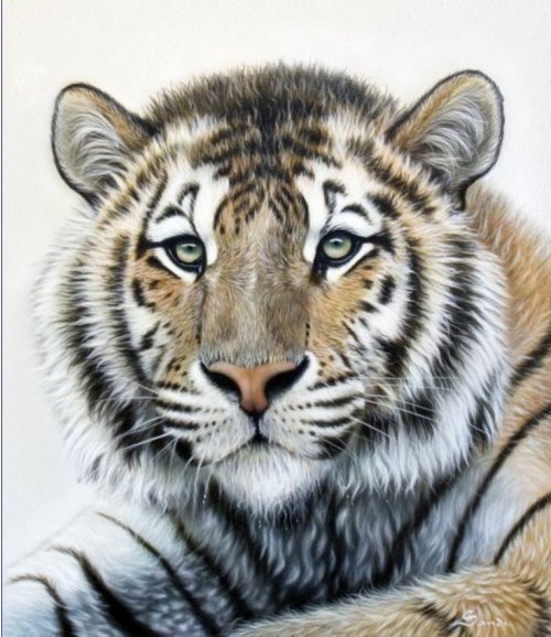 тигр - кошки, хищники - оригинал