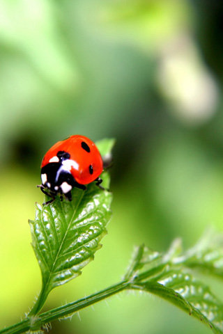 божья коровка - оригинал