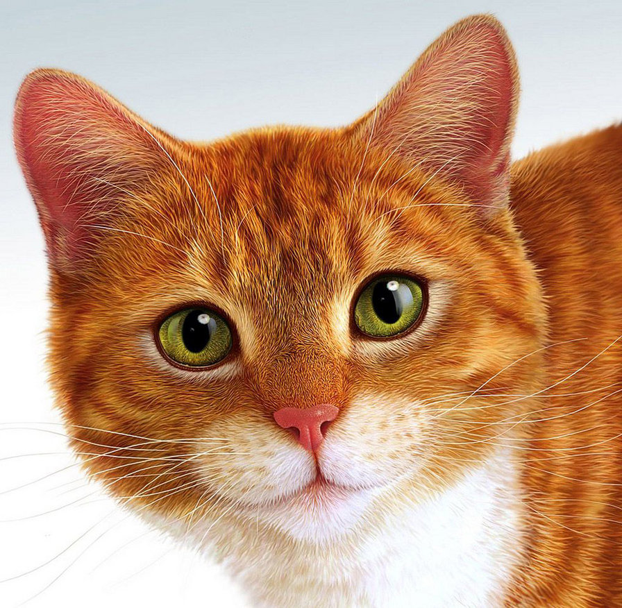 котик - животные, рыжий, домашние, кошки - оригинал