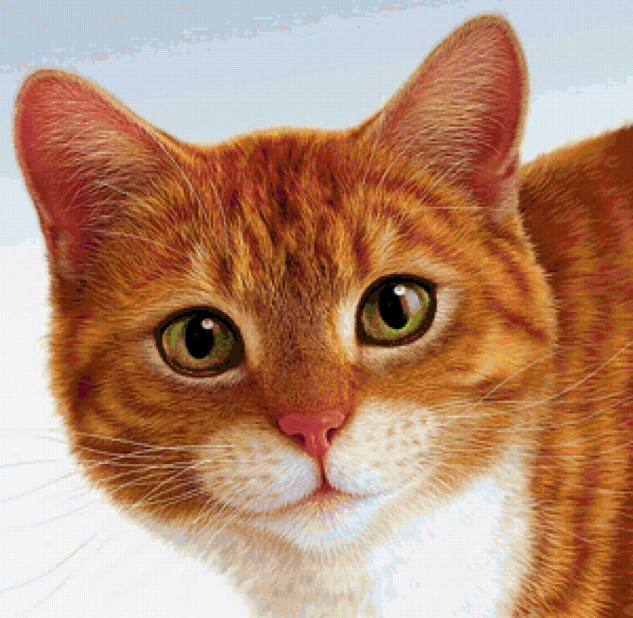 котик - домашние, кошки, рыжий, животные - предпросмотр