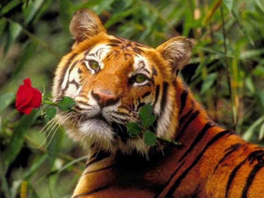 тигр - оригинал