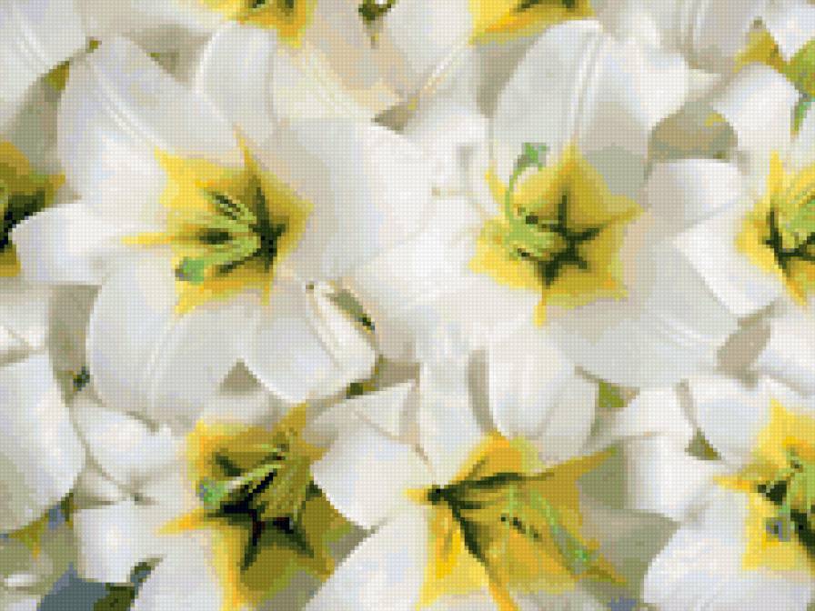 лилии - предпросмотр