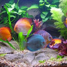 Схема вышивки «№119265»