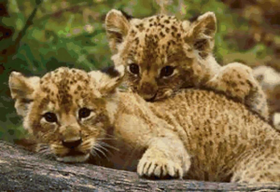 Малыши - леопарды, кошки, животные - предпросмотр