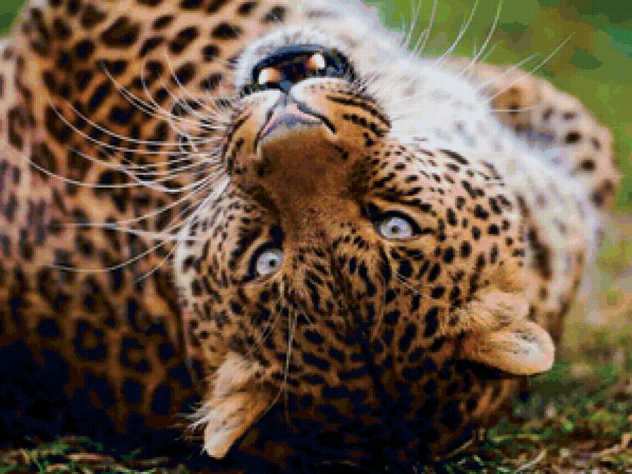 кошка1 - леопард, гепард, большая кошка, тигр, лев - предпросмотр