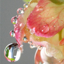 Схема вышивки «Капля с розы»