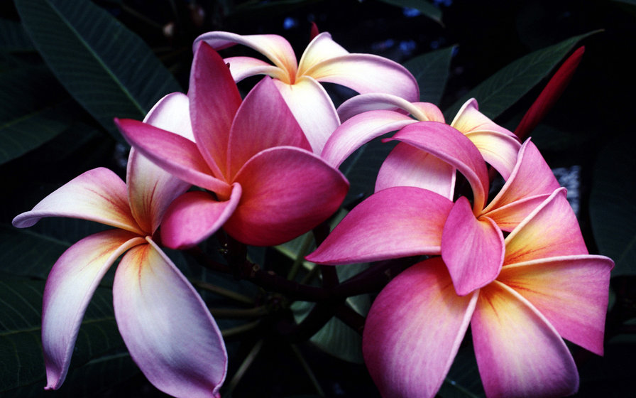 №119920 - цветы - оригинал