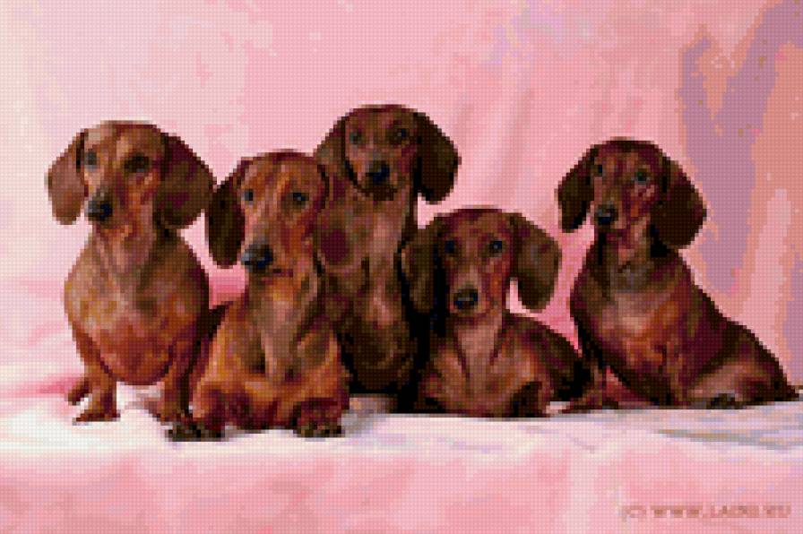 таксы - предпросмотр