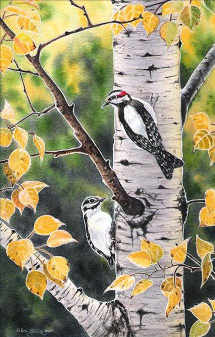 Дятлы - рисунок, осень, животные, природа, птицы, лес - оригинал